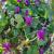 Les violettes sont de retour…