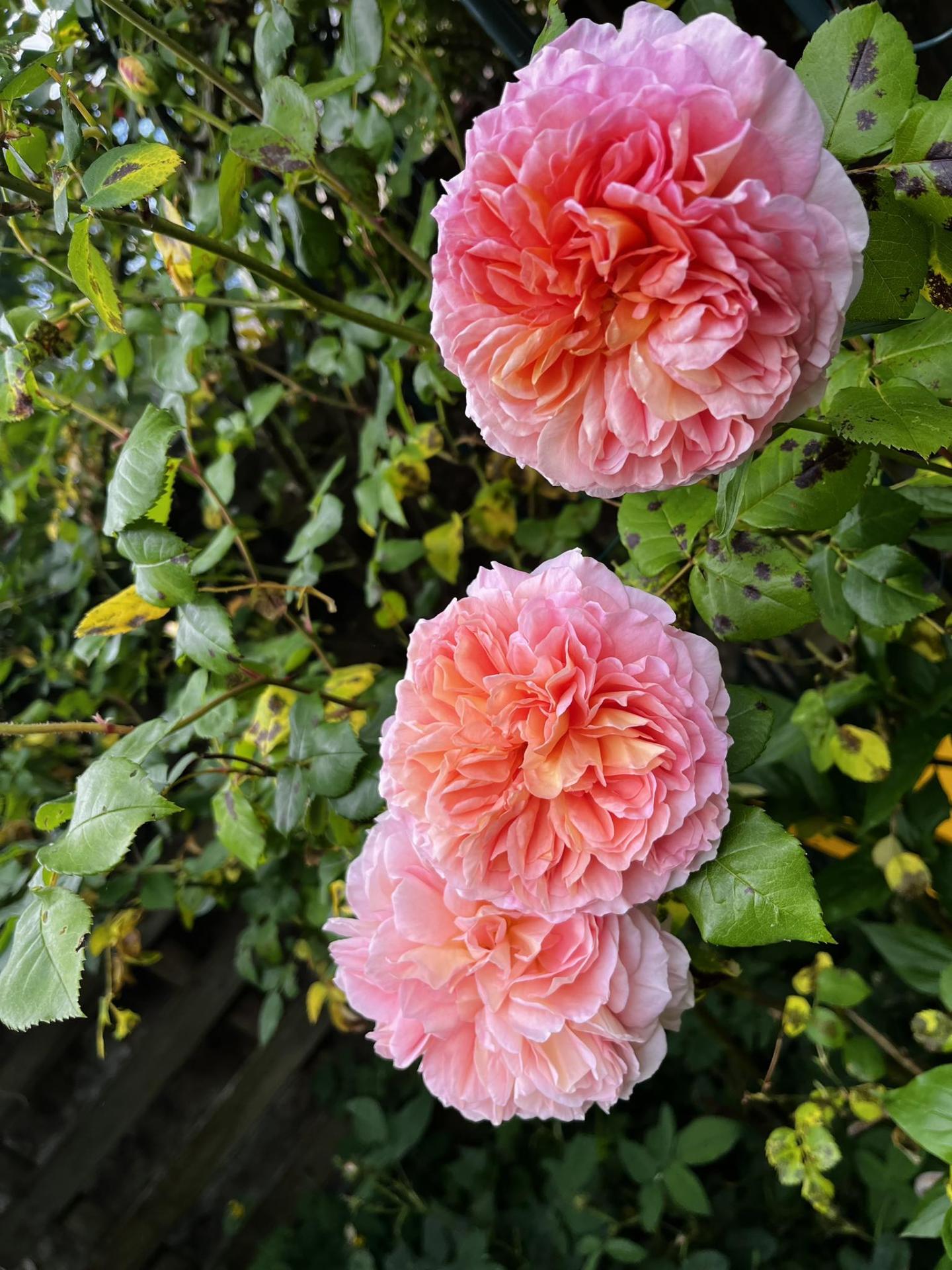 Bon week-end à vous !