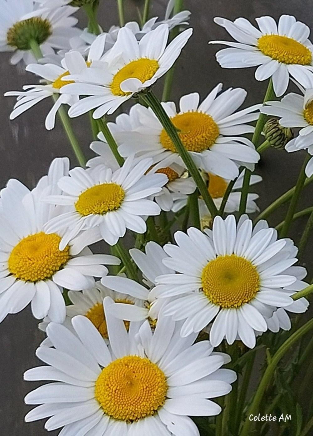 Bon dimanche à vous avec des Marguerites