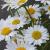 Bon dimanche.. bouquet de fleurs des champs.
