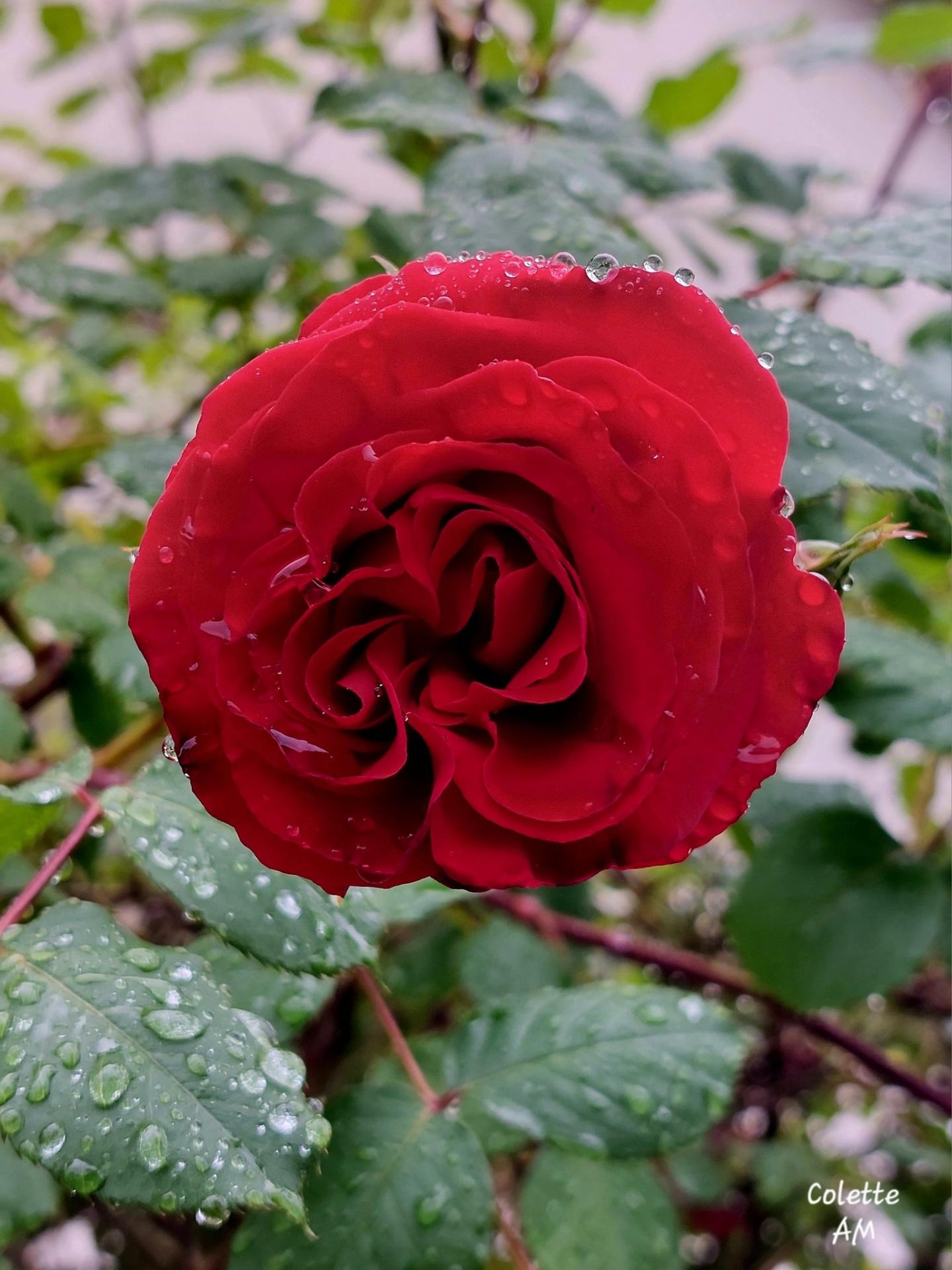 Bonne journée à vous tous !