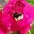 Bonjour à tous et très bonne journée ☻ Observé hier sur une pivoine ♥