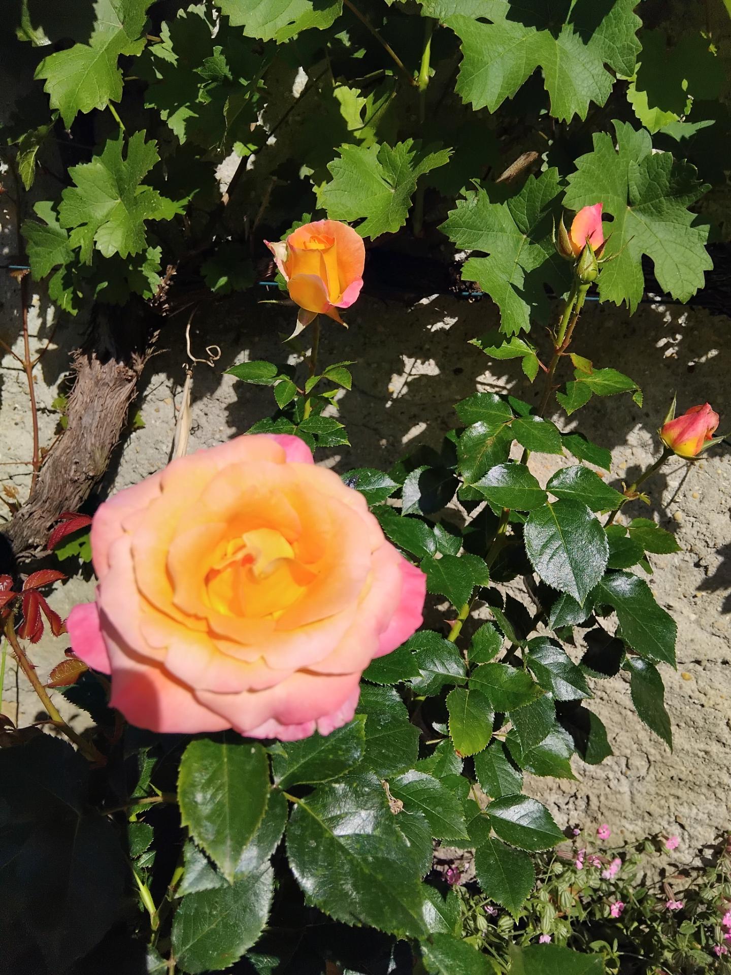 Bonne journėe sous le soleil